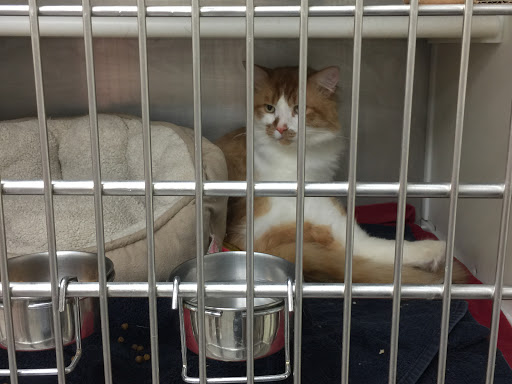 Animal Shelter «Heritage Humane Society», reviews and photos