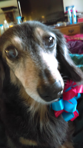 Pet Groomer «Collar & Leash Pet Shop», reviews and photos, 9772 Chapman Ave, Garden Grove, CA 92841, USA