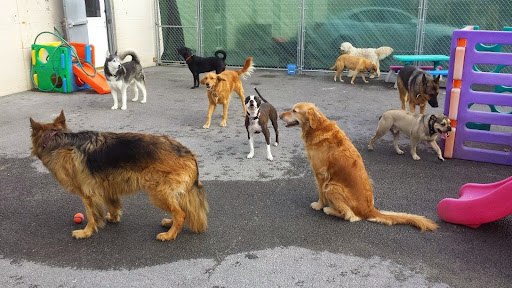 Justin’s Canine Campus