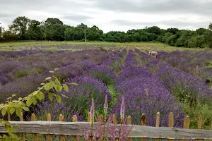 New Forest Lavender Gardens image