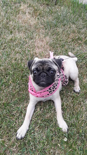 Pet Supply Store «PetSmart», reviews and photos, 10697 E US Hwy 36, Avon, IN 46123, USA