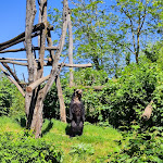 Photo n° 1 de l'avis de Teddy.a fait le 11/05/2024 à 14:33 pour Bioparc de Doué-la-Fontaine à Doué-la-Fontaine