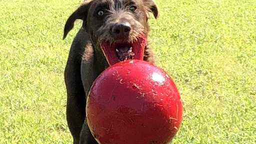 Paws and Claws, 3843 GA-42, Locust Grove, GA 30248, USA, 