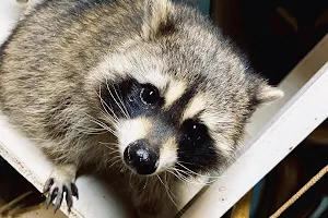 Here Raccoon image
