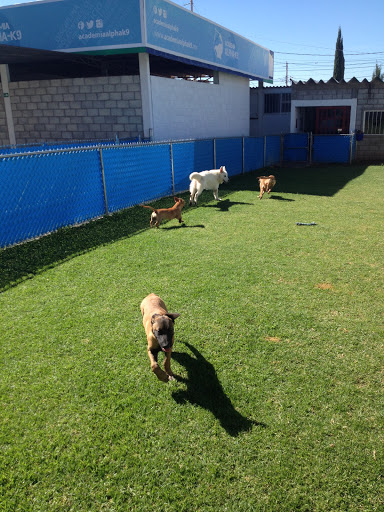 Clases adiestramiento perros León