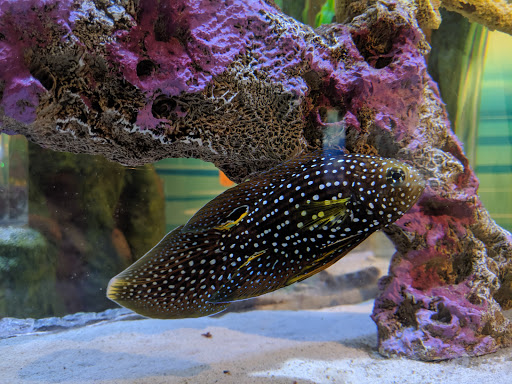 Aquarium «SEA LIFE Charlotte-Concord Aquarium», reviews and photos, 8111 Concord Mills Boulevard, Concord, NC 28027, USA