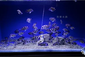 珠寶水族 Jewel Aquarium image