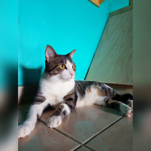 Sala das Gatas Hospedagem Felina e Cat Sitter Manaus