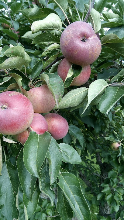 Mountain Stream Orchard