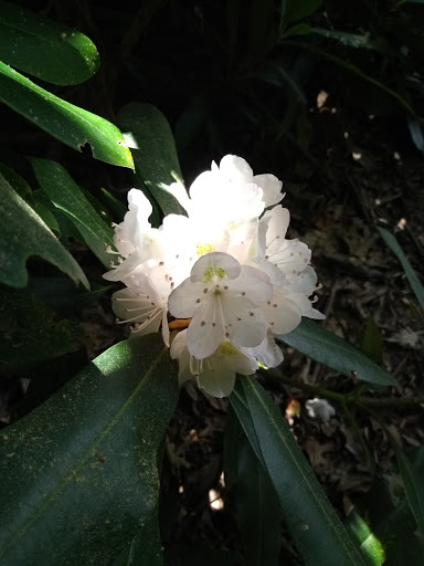 Botanical Garden «Botanical Gardens At Asheville», reviews and photos, 151 W .T. Weaver Blvd, Asheville, NC 28804, USA