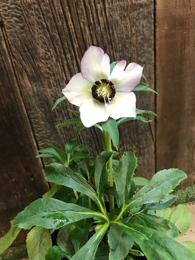 Garden Center «Copia Home and Garden», reviews and photos, 475 Smith Ridge Rd, South Salem, NY 10590, USA