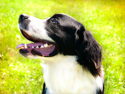 Hundeschule qhundt Alexandra Peheim in Graz