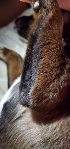 Pet Supply Store «PetSmart», reviews and photos, 1321 W Craig Rd, North Las Vegas, NV 89032, USA