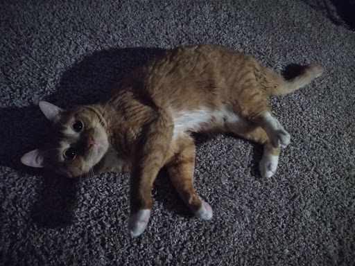 Pet Supply Store «PetSmart», reviews and photos, 7850 W Commercial Blvd, Lauderhill, FL 33351, USA