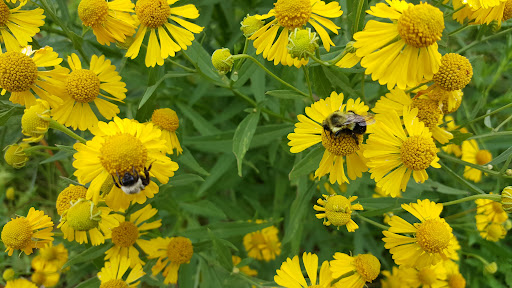 Non-Profit Organization «Aldo Leopold Nature Center», reviews and photos, 330 Femrite Dr, Madison, WI 53716, USA