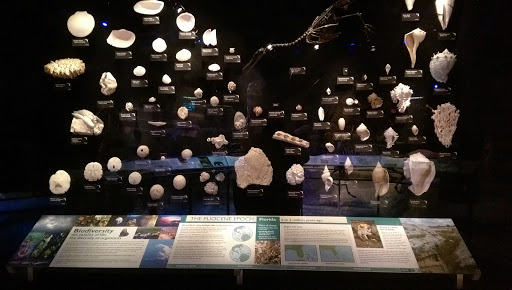 Natural History Museum «Florida Museum of Natural History», reviews and photos, 3215 Hull Rd, Gainesville, FL 32611, USA