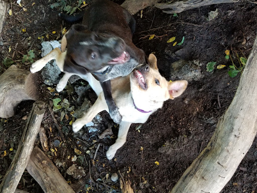 Dog Park «Waterman St. Dog Park», reviews and photos, 320 Waterman St, Providence, RI 02906, USA