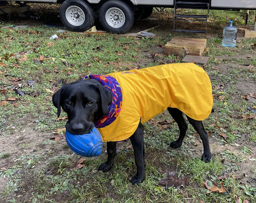 Pet Supply Store «USA Dog Shop», reviews and photos, 549 NY-17, Tuxedo Park, NY 10987, USA