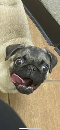 Pet Store «Pet Zone», reviews and photos, 21182 Salmon Run Mall Loop W, Watertown, NY 13601, USA