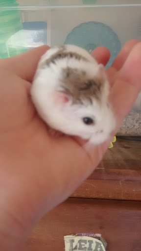 Pet Store «Crystal Clear Family Pets», reviews and photos, 33 High St, Ellsworth, ME 04605, USA