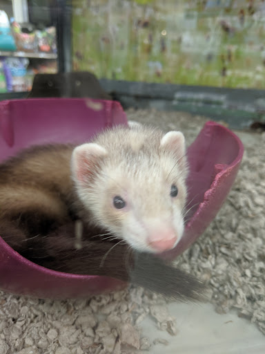 Pet Supply Store «Petco Animal Supplies», reviews and photos, 693 Middletown Warwick Rd, Middletown, DE 19709, USA