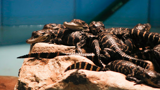 Aquarium «Newport Aquarium», reviews and photos, 1 Aquarium Way, Newport, KY 41071, USA