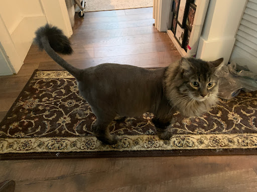 Bow-Wow's & Meow's Grooming Shop