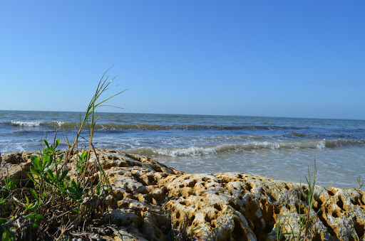 Nature Preserve «San Carlos Bay - Bunche Beach Preserve», reviews and photos, 18201 John Morris Rd, Fort Myers, FL 33908, USA