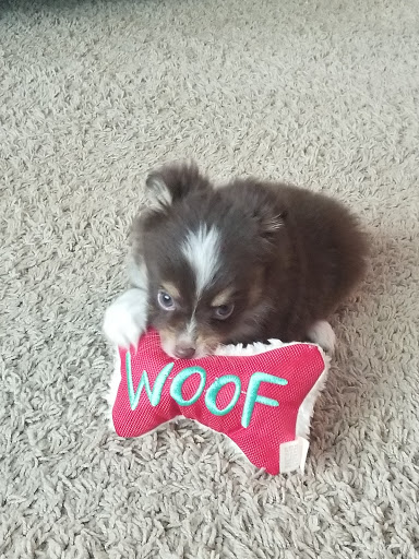 Pet Store «Pet Village», reviews and photos, 5610 Old York Rd, Rock Hill, SC 29732, USA