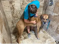 Right Hand k-9 LLC - Car repair in West Haven, UT, Ogden - Rated 4.3/5