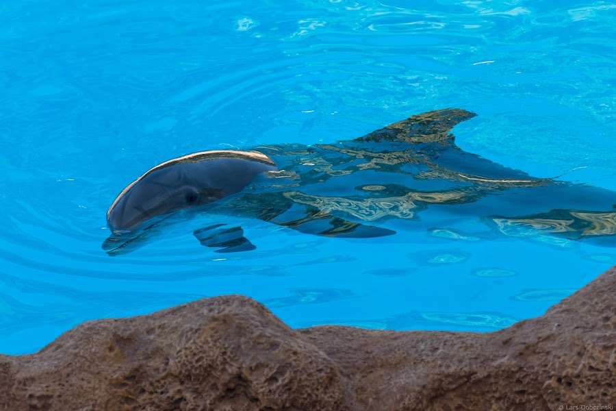 Dolphinarium
