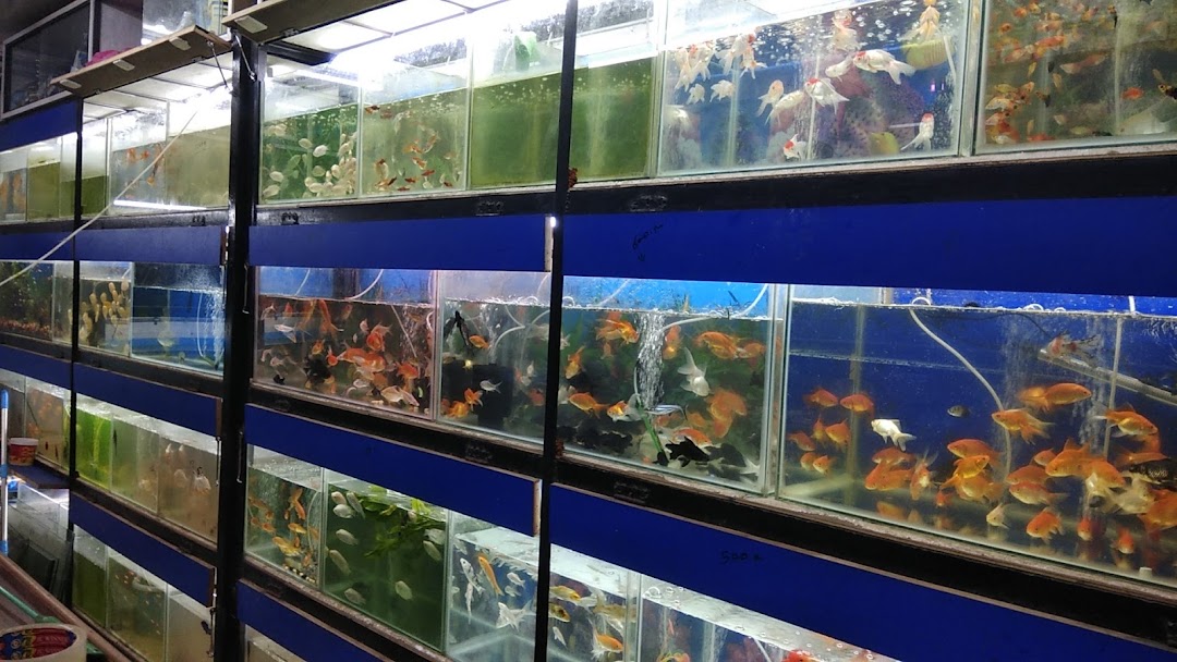 O-AQUARIUM