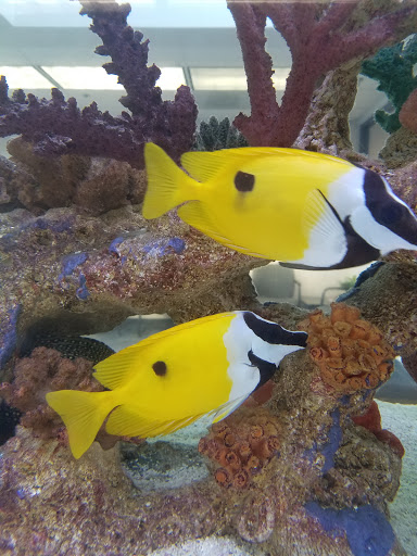 Ford Dealer «Folsom Lake Ford», reviews and photos, 12755 Folsom Blvd, Folsom, CA 95630, USA