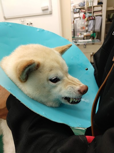 よしかわ動物病院