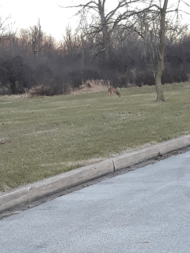 Nature Preserve «Rubio Woods», reviews and photos, W. Midlothian Turnpike, Midlothian, IL 60445, USA
