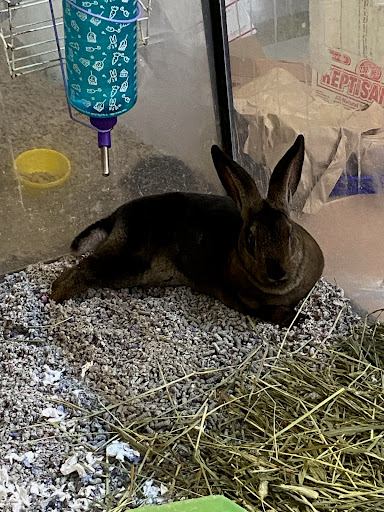 Pet Store «Red Hill Pet Center», reviews and photos, 1566 4th St, San Rafael, CA 94901, USA