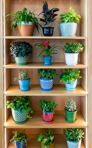 Wholesale Florist «Urban Jungle», reviews and photos, 2603 Sherman Ave NW, Washington, DC 20001, USA