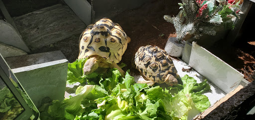 Pet Store «CUSTOM CREATURES PET SHOP», reviews and photos, 10727 N 19th Ave, Phoenix, AZ 85029, USA