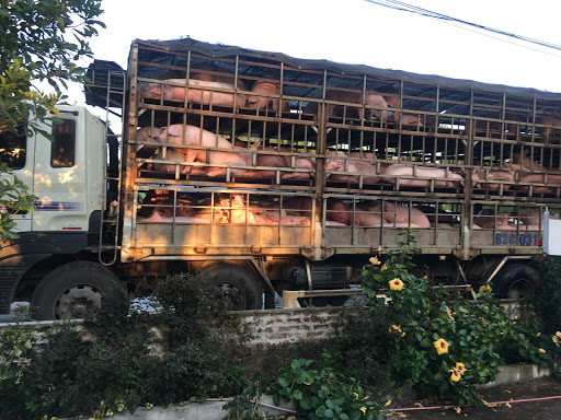 Cơ Sở giết mổ động vật tập trung Phổ Yên - Vinatuco