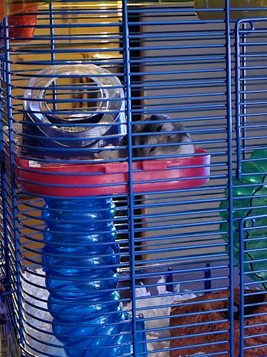 Pet Supply Store «PetSmart», reviews and photos, 24 Countryside Plaza, Countryside, IL 60525, USA