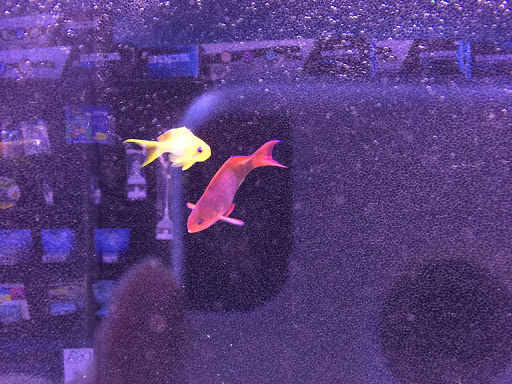 Tropical Fish Store «Reef Oasis», reviews and photos, 7669 Mentor Ave, Mentor, OH 44060, USA