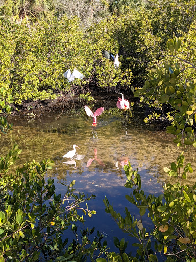 Nature Preserve «Mobbly Bayou Wilderness Preserve», reviews and photos, 423 Lafayette Blvd, Oldsmar, FL 34677, USA