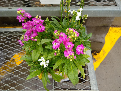 Shopping Mall «Northside Mall», reviews and photos, Ross Clark Cir & Hwy 231, Dothan, AL 36303, USA