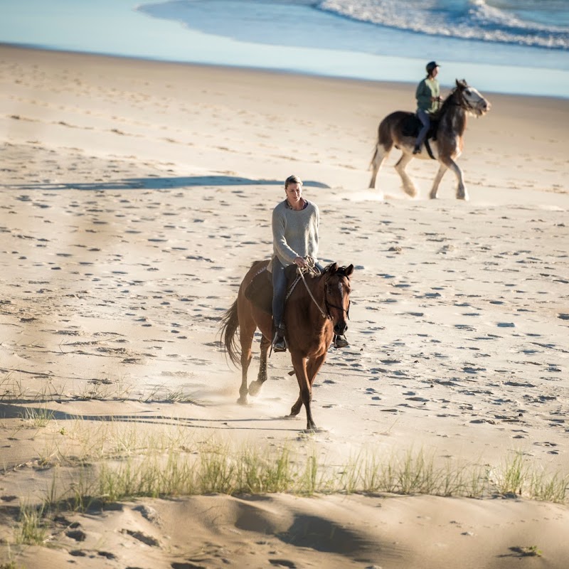 Zephyr Horses