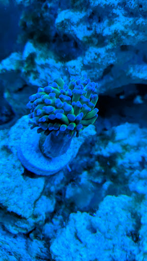 Tropical Fish Store «Fishy Business», reviews and photos, 911 E Church St, Lexington, TN 38351, USA