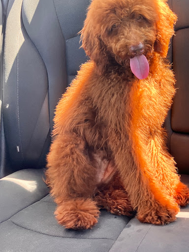 Pet Supply Store «PetSmart», reviews and photos, 5336 Westpointe Plaza Drive, Columbus, OH 43228, USA