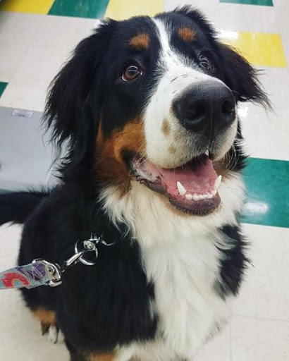 Pet Supply Store «Pet Supplies Plus», reviews and photos, 5394 Kemps River Dr Suite 101, Virginia Beach, VA 23464, USA