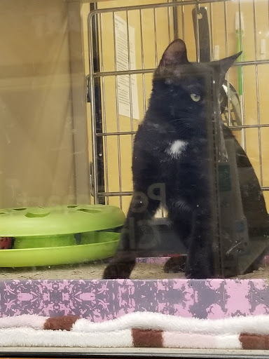 Pet Supply Store «PetSmart», reviews and photos, 6251 N Davis Hwy, Pensacola, FL 32504, USA