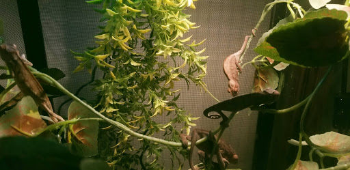 Reptile Store «Pets & Things», reviews and photos, 44825 Van Dyke, Utica, MI 48317, USA