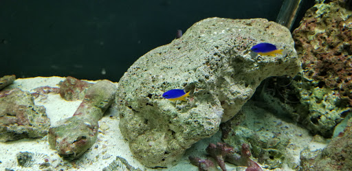 Tropical Fish Store «Aquarium Concepts», reviews and photos, 2110 E 70th St, Shreveport, LA 71105, USA